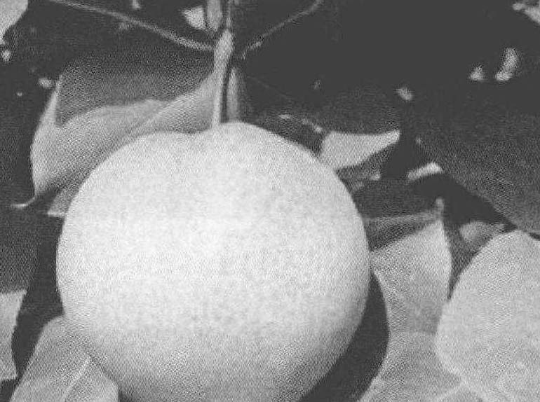 1.39 晚熟耐贮苹果梨新品种——新苹梨